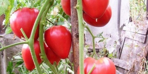 Walfordov čudesni paradajz: recenzije, fotografije, prinos